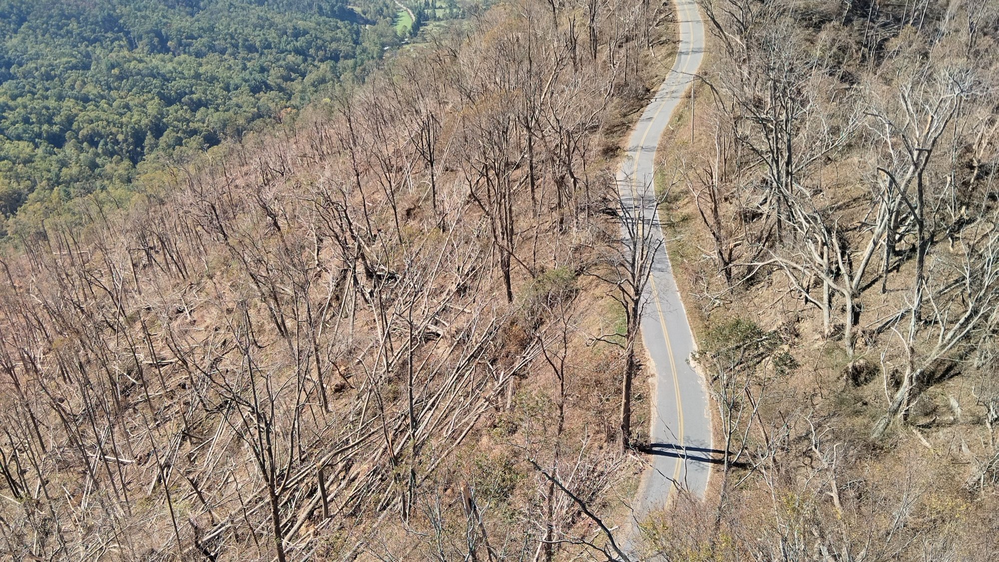Elk Mtn trees destroyed